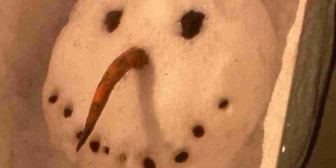 snowhead