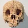 millet seed skull