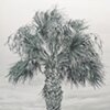 acrylic painting of Mexican Fan Palm