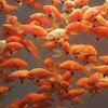 detail of goldfish in tank