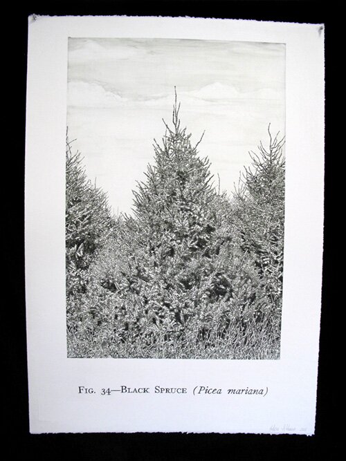 acrylic painting of Black Spruce