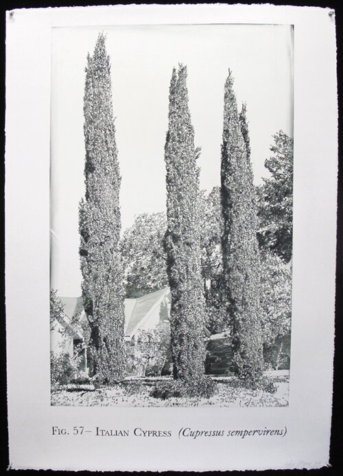 acrylic painting of Italian Cypress
