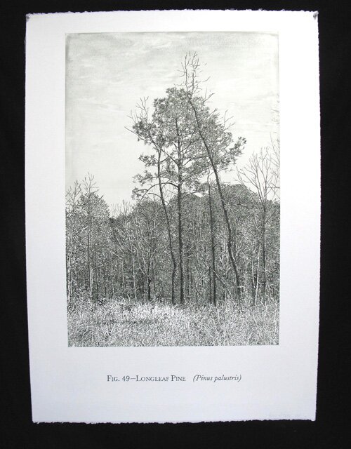 acrylic painting of Longleaf Pine