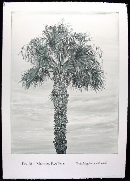 acrylic painting of Mexican Fan Palm