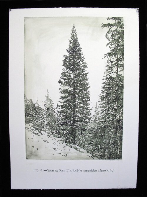 acrylic painting of Shasta Red Fir