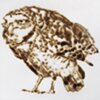 torch drawing of Burrowing Owl 2013