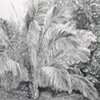acrylic painting of Giant Windowpane Palm